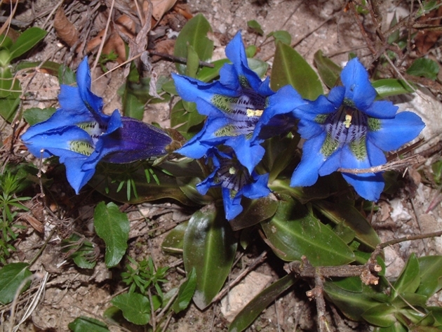 Gentiana dinarica / Genziana dell''Appennino